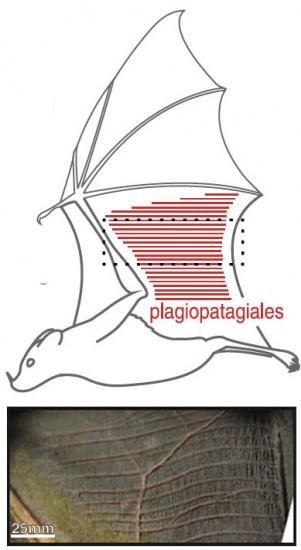 Tiny muscles, called plagiopatagiales, work together in synchrony to stiffen or reshape an area of a bat’s wing during the wingbeat cycle.