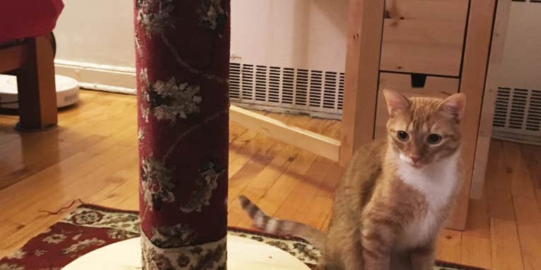 Keep your cat overlord happy with this easy DIY scratching post