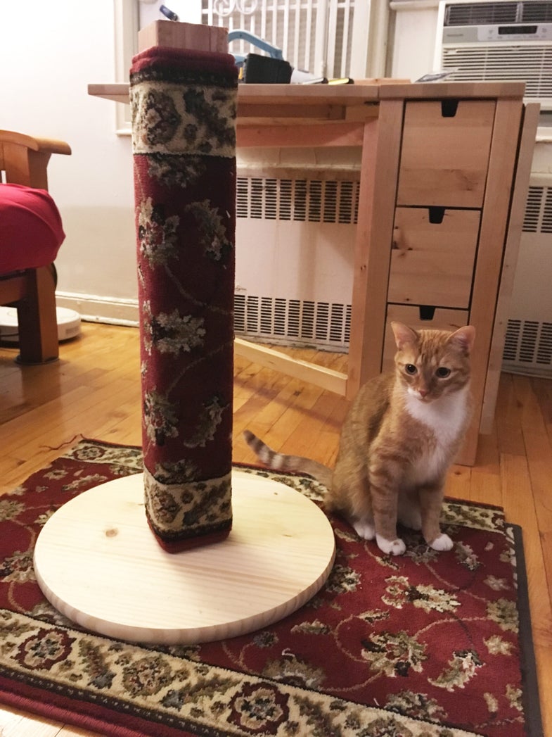 cat sits next to scratching post