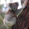 In humans, chlamydia causes a nasty venereal disease; in koalas, it is a killer. Infection with chlamydia is <a href="http://www.nytimes.com/2012/02/21/science/queensland-koalas-hit-by-chlamydia-infections.html">decimating koala populations</a> in northeastern Australia, according to zoo surveys. Chlamydia has caused symptoms in about half of Queensland's wild koalas, according to a report last year. The bacteria are transmitted during birth, through mating and possibly through fighting, according to the New York Times. It causes eye infections, which lead to blindness that prevents the animals from foraging; respiratory infections; cysts that lead to infertility; and other problems. Compounding matters is a widespread infection rate with koala retrovirus, like a form of HIV, which suppresses koala immune systems and makes the chlamydia even harder to fight. Researchers are working on a vaccine that could prevent the further spread of chlamydia.