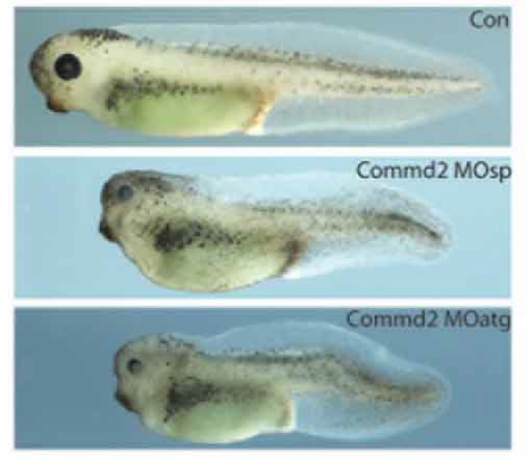 After identifying and knocking down proteins in the "Commander" complex, tadpoles were observed with malformed eyes, skulls, and brains.