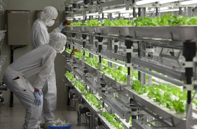 Workers inspect the lettuce in the Fukushima Prefecture facility.