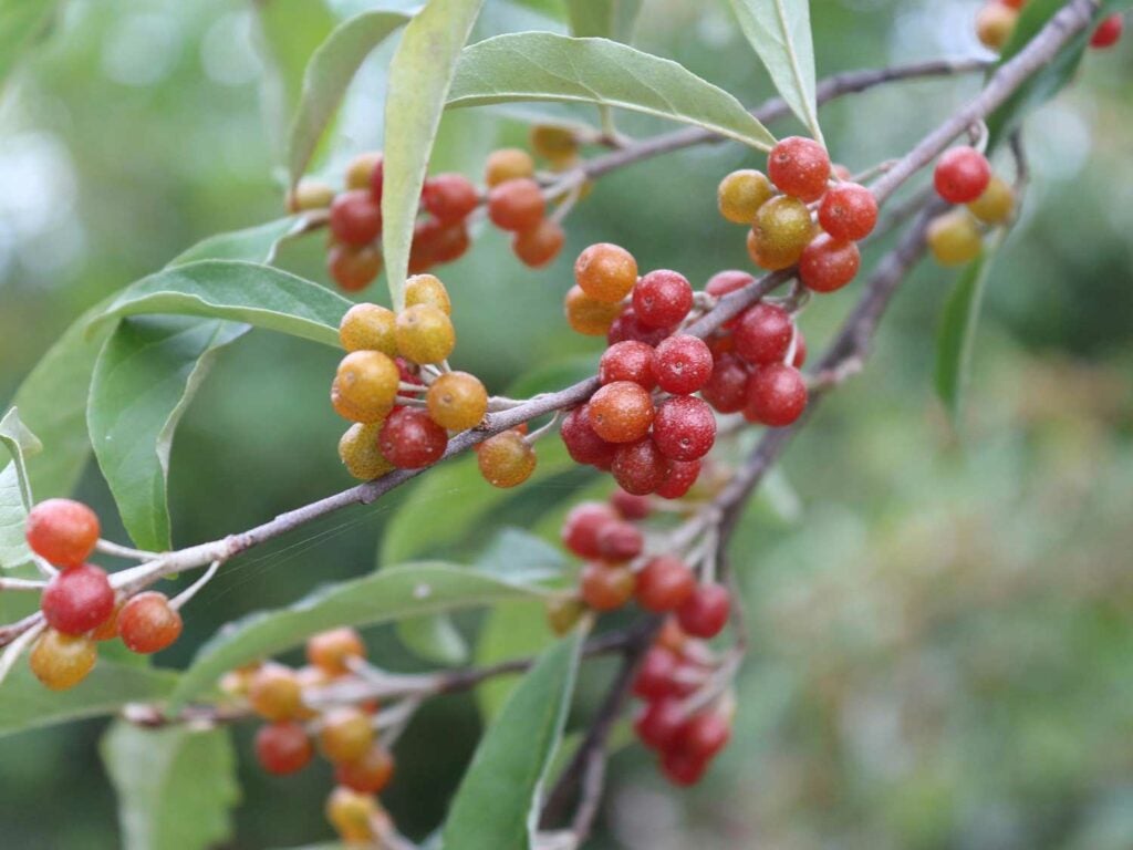 Autumn Olive berries, *Elaeagnus umbellata*