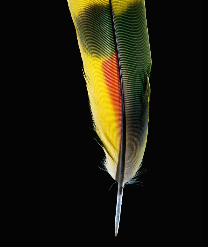 The blue-fronted amazon is brightly colored with yellow, red, and green pigments