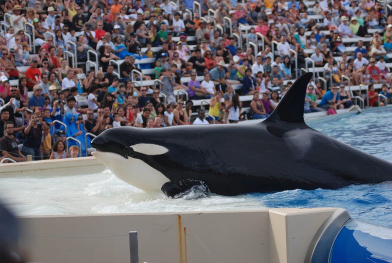 SeaWorld San Diego To Phase Out Orca Shows Next Year