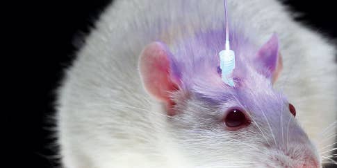 Light-Based Brain Treatments May Soon Be Used On Humans