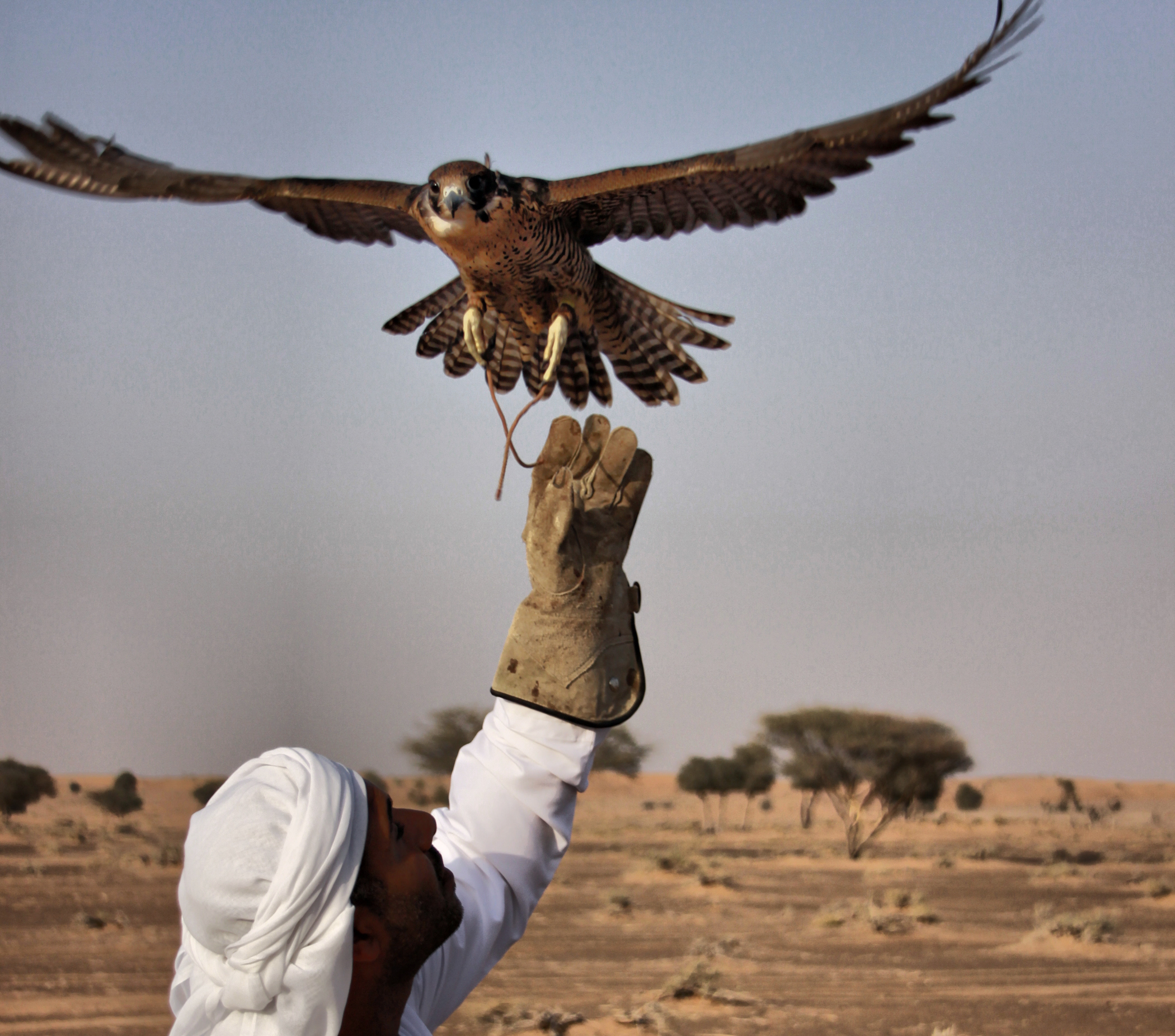 Abu Dhabi Falconers Use Drones To Train Their Birds