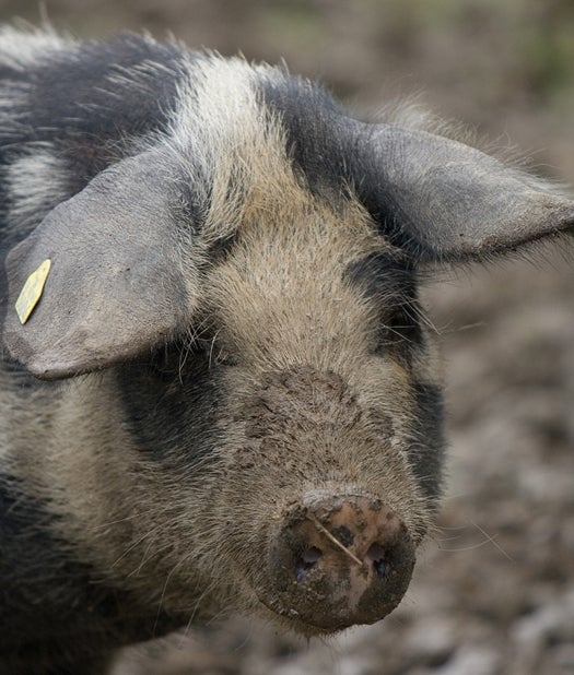 Pig-to-Human Transplants Could Be Closer Than You Think