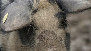 Genetically Engineered Pig Lung Successfully Oxygenates Human Blood, Paving the Way For Transplants