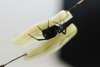 Gelatin fingers mounted on steel micro-spatulas pinching western widow spiders