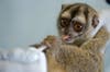 In this adorable picture, a monkey is given vitamins as part of research against the scourge of malaria on April 25th, the World Day for the fight against the disease.
