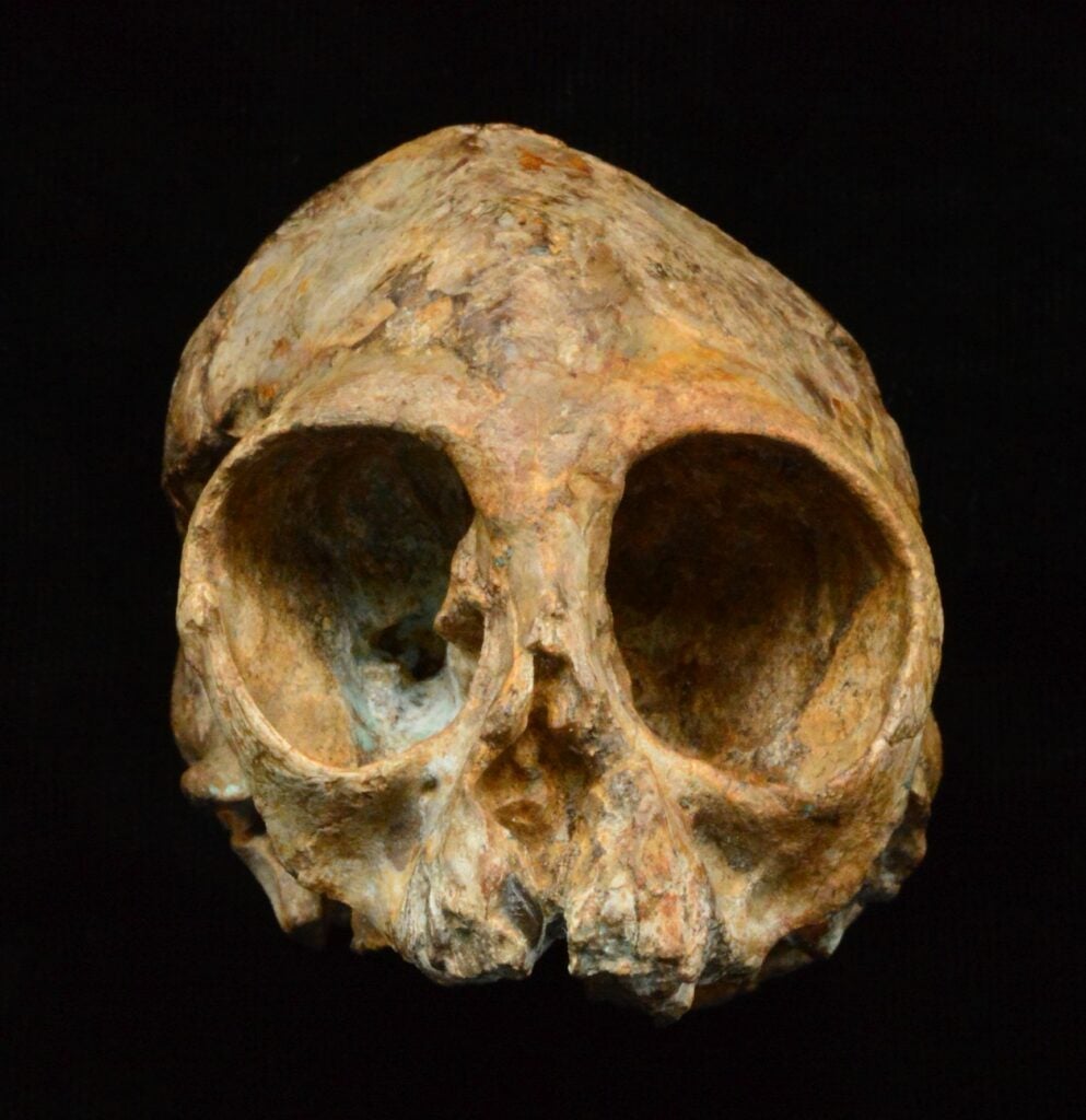 Ancient infant ape skull Nyanzapithecus alesi