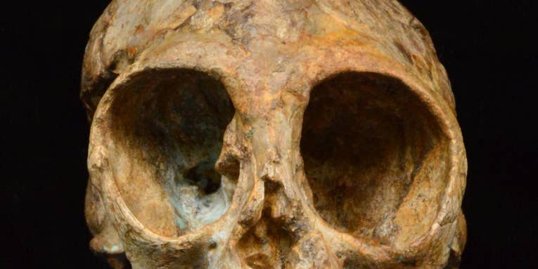 A 13 million year old skull could show us what our ancestors looked like