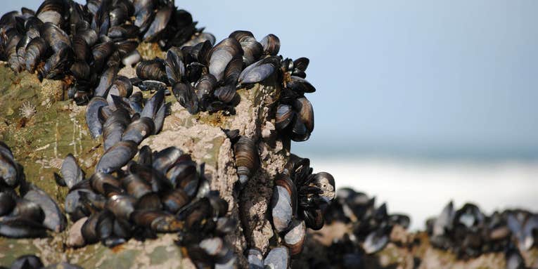 Mussels Inspire A Glue That Works Underwater