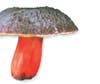 Found in western North America into Central America, the Zeller's Bolete has divided chefs. Some find it mucilaginous and tasteless while others devour it with great pleasure, and indeed grow it commercially in western Canada for the purpose. There is no debate on its appearance, however. The fungus is jauntily attired.
