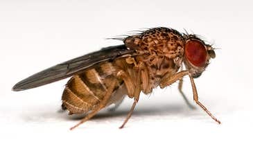 At Last, a Breed of Fruit Flies That Can Count Up to Four