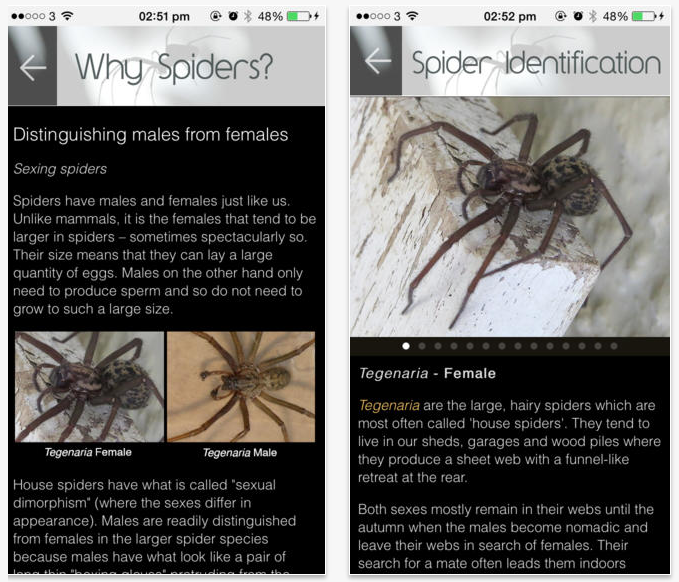 Spider sex differences