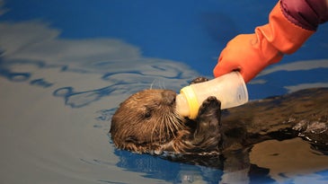 Video: Mishka The Asthmatic Otter Learns To Use An Inhaler