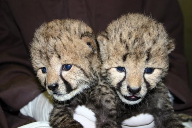 Delivered by a rare Ceasarian section, these two cheetah cubs managed to survive and are being raised at the <a href="http://newsdesk.si.edu/photos/cheetah-cubs">Smithsonian's National Zoo</a>, where they are currently melting hearts. Read more <a href="http://www.latimes.com/news/nationworld/nation/la-naw-cheetah-cubs-20120523,0,4171416.story">here</a>.