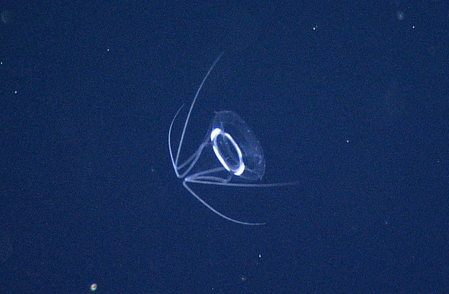 Unidentified Jellyfish