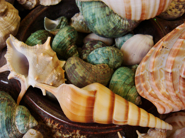 Why Packaging And Fallout Shelters Should Take Design Cues From Seashells