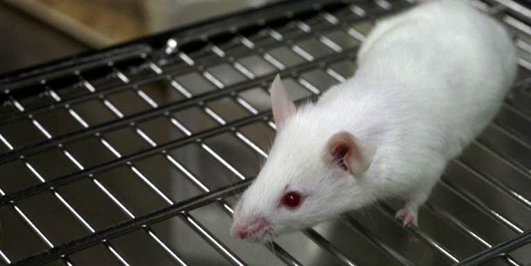 Scientists Hijack Mouse Neurons to Take Control of Their Memories