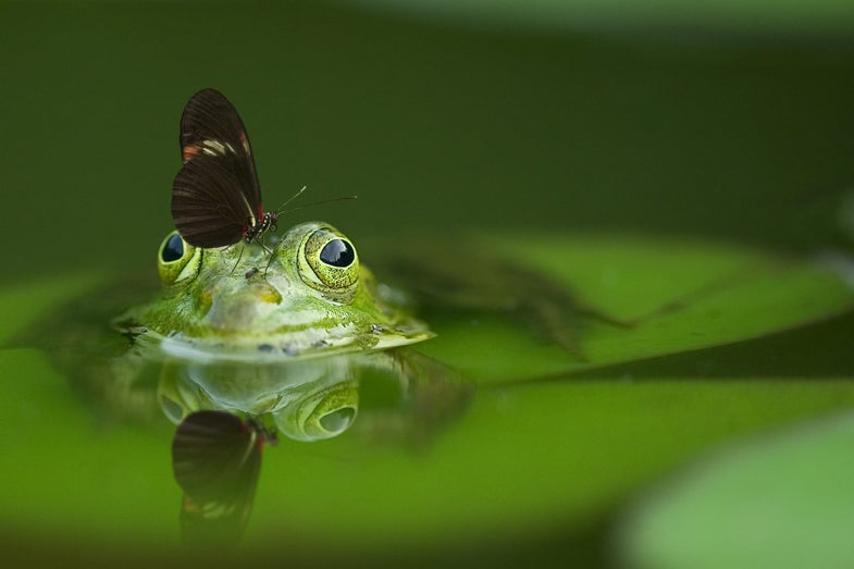 a butterfly sits on a frog