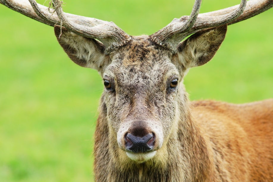 6 vegetarian animals we never suspected would have a taste for blood