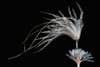 The ostrich chick feather is a fluffy white plume
