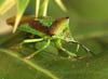 Insects photo
