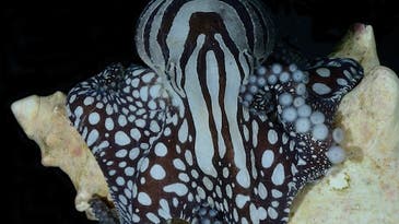World’s Sexiest Octopus Ostracized By Biologists