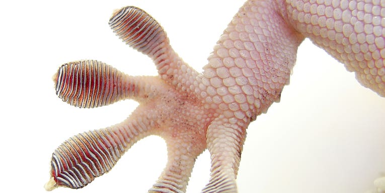 Gecko Feet Help Keep Fine Art Clean