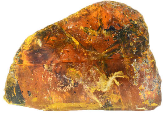 This adorable lil baby bird was perfectly preserved in amber for 99 million years