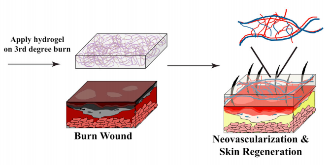 Wound-Treating Jelly Regenerates Fresh, Scar-Free Skin