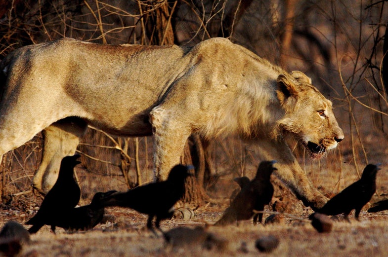 Man-Eating Lion Sentenced To Life In Prison In India | Popular Science