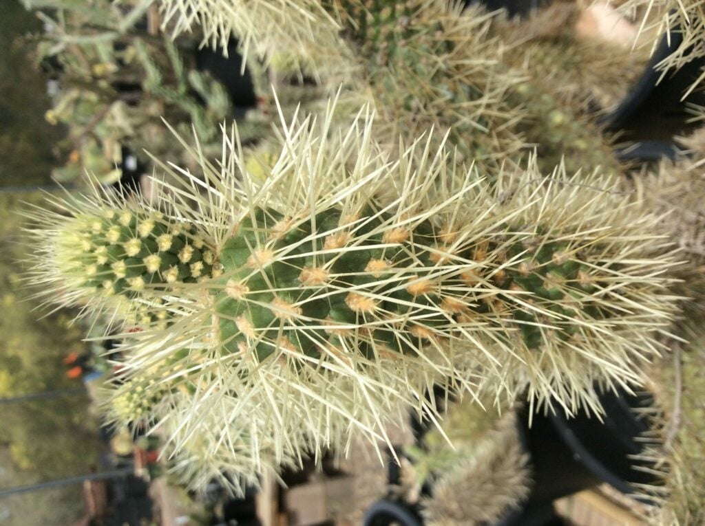 Teddy bear cholla cactus spines