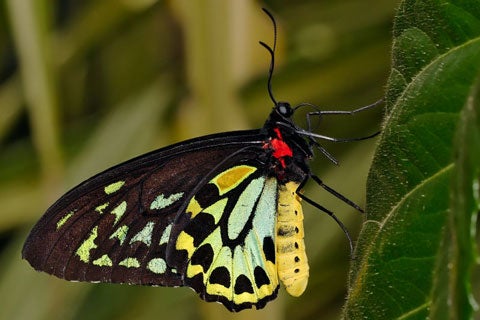 black and yellow butterfly on a leaf