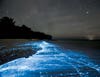 This beach in the Maldives, on some special nights, glows with various bioluminescent critters--according to <a href="http://www.newscientist.com/blogs/shortsharpscience/2012/05/bioluminescent-bloom-makes-bea.html">New Scientist</a>, probably "single-celled protists and marine crustaceans called copepods."