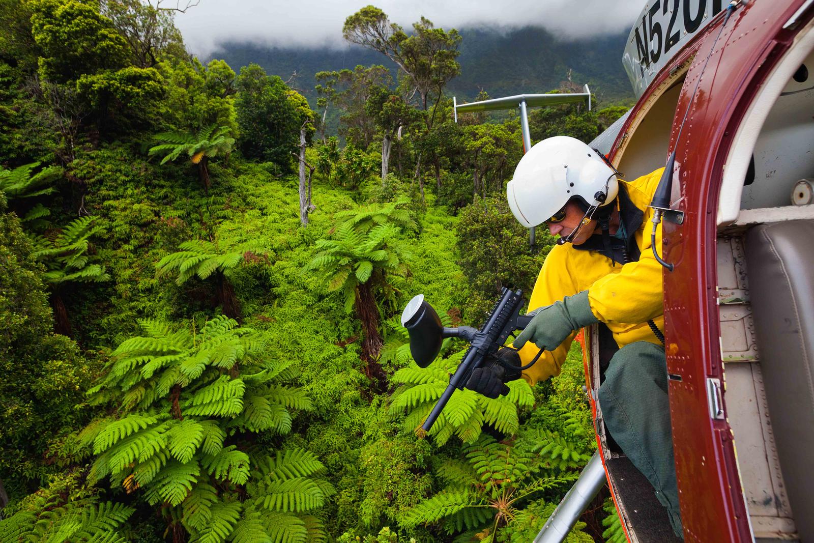 Zapping Invasive Plants from a Helicopter