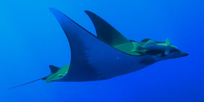 Devil Rays Dive Over A Mile Deep