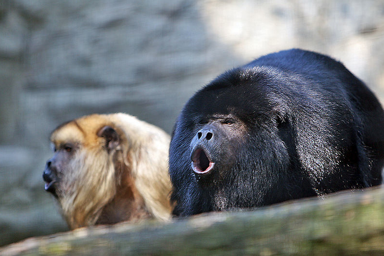 Animals at the National Zoo React to . Earthquake | Popular Science