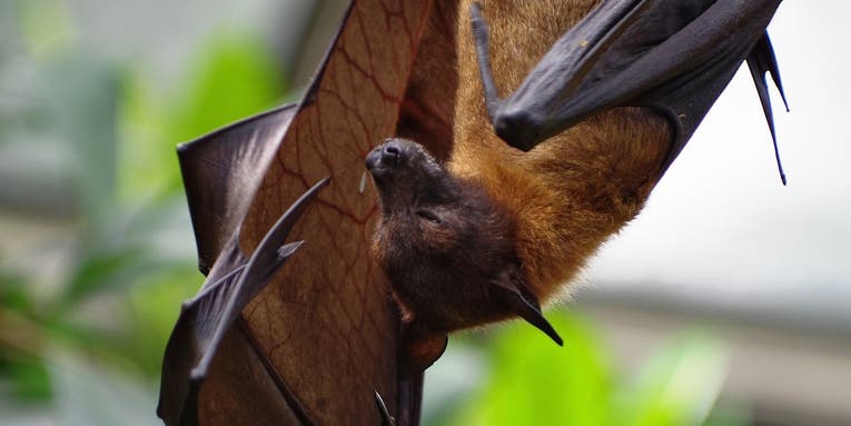 Bats help grow our crops, but climate change has them on the move