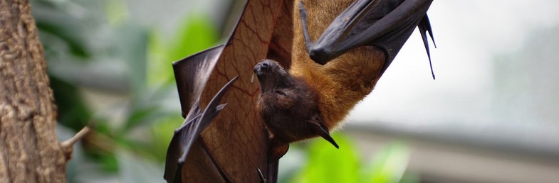 Bats photo