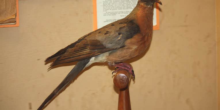 The Last Passenger Pigeon Died 100 Years Ago Today