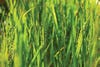 One result of 10,000 years of agricultural innovation: the planet's farmers can choose from some 120,000 varieties of rice