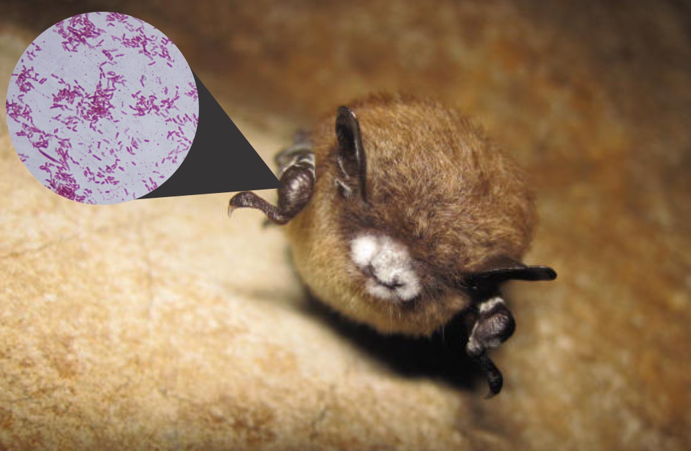 A Possible Probiotic For Bats