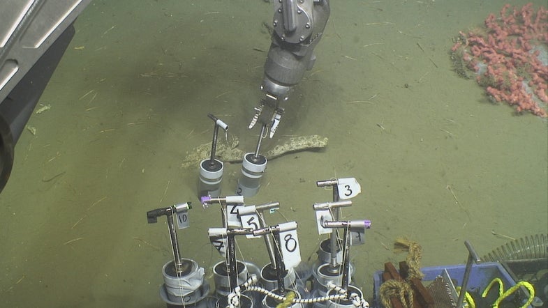 A remotely operated underwater vehicle collects samples of sand for scientists who study meiofauna and larger creatures, which are called macrofauna.