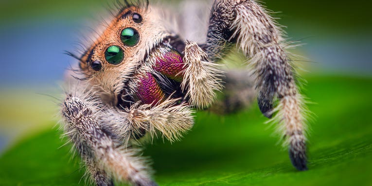 Scientists taught a spider how to jump so they can one day do the same for robots