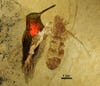 a hummingbird and the titanomyrma lubei ant fossil