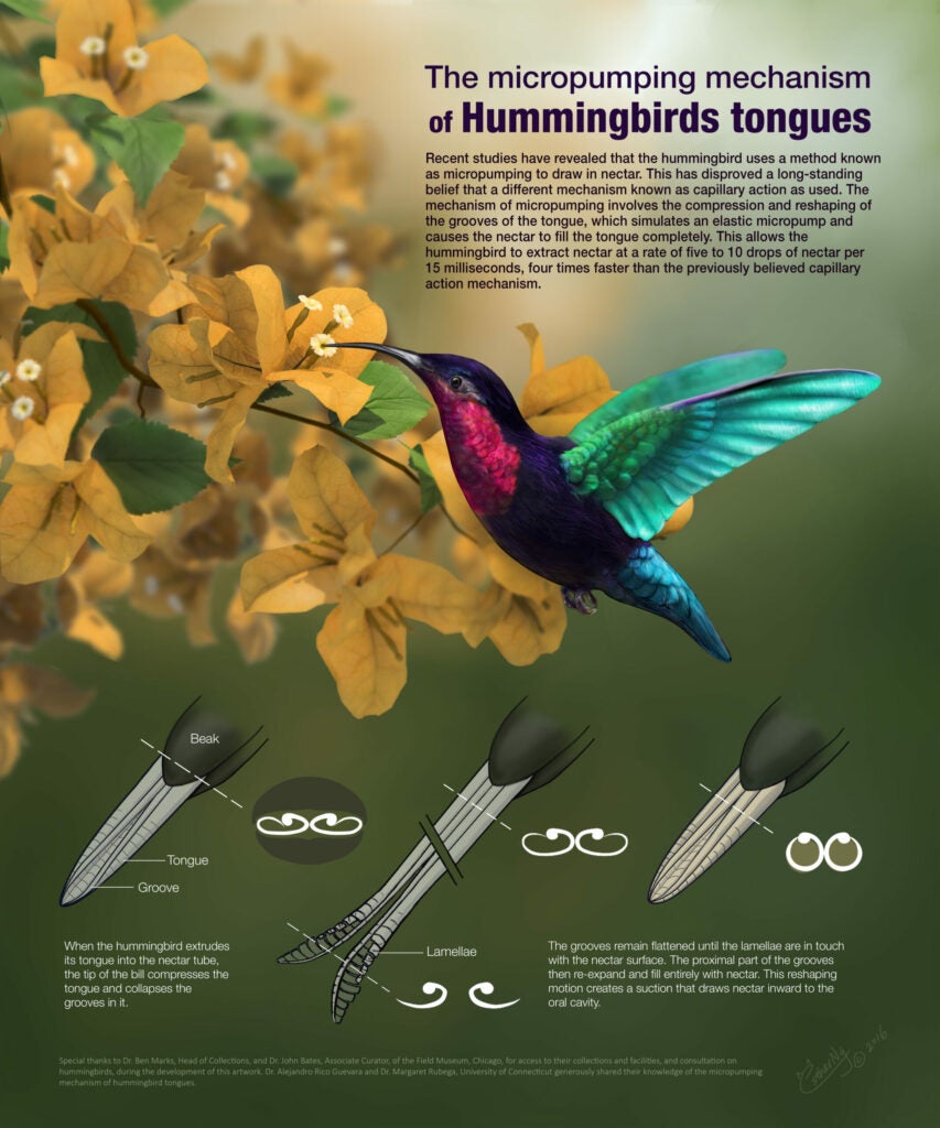 "Hummingbird